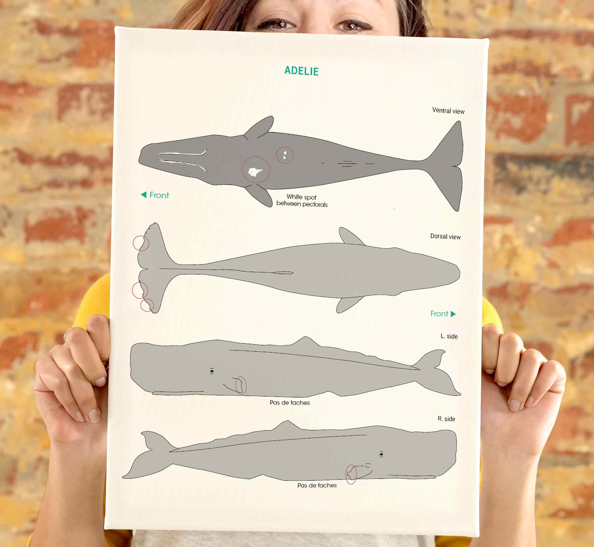 Longitude_181_illustration_numerique_scientifique_cachalot_mediterranee_identification_marion_sarano_illustratrice_valence_BD