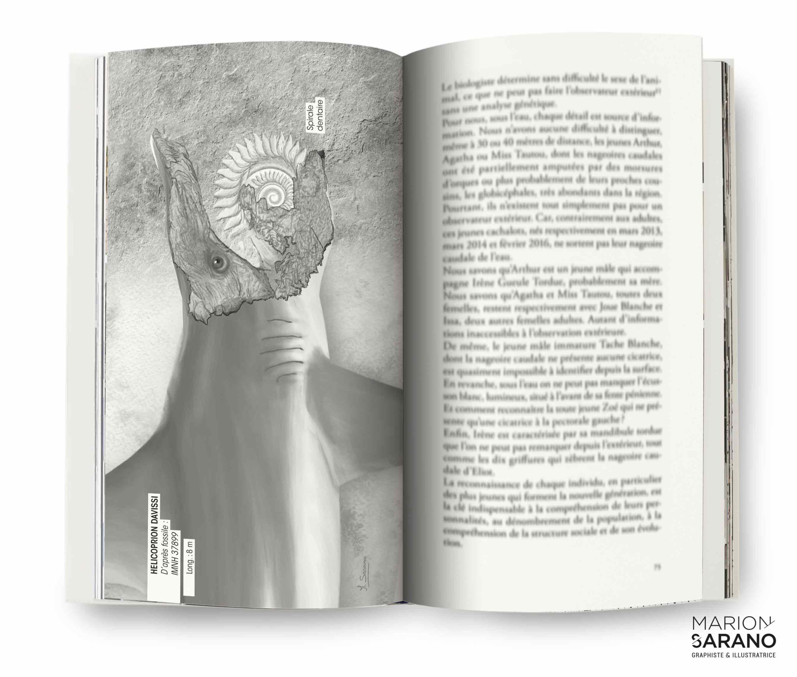 au_mon_des_requins_livre_illustration_scientifique_illustratrice_schemas_marion_sarano-actes_sud_10