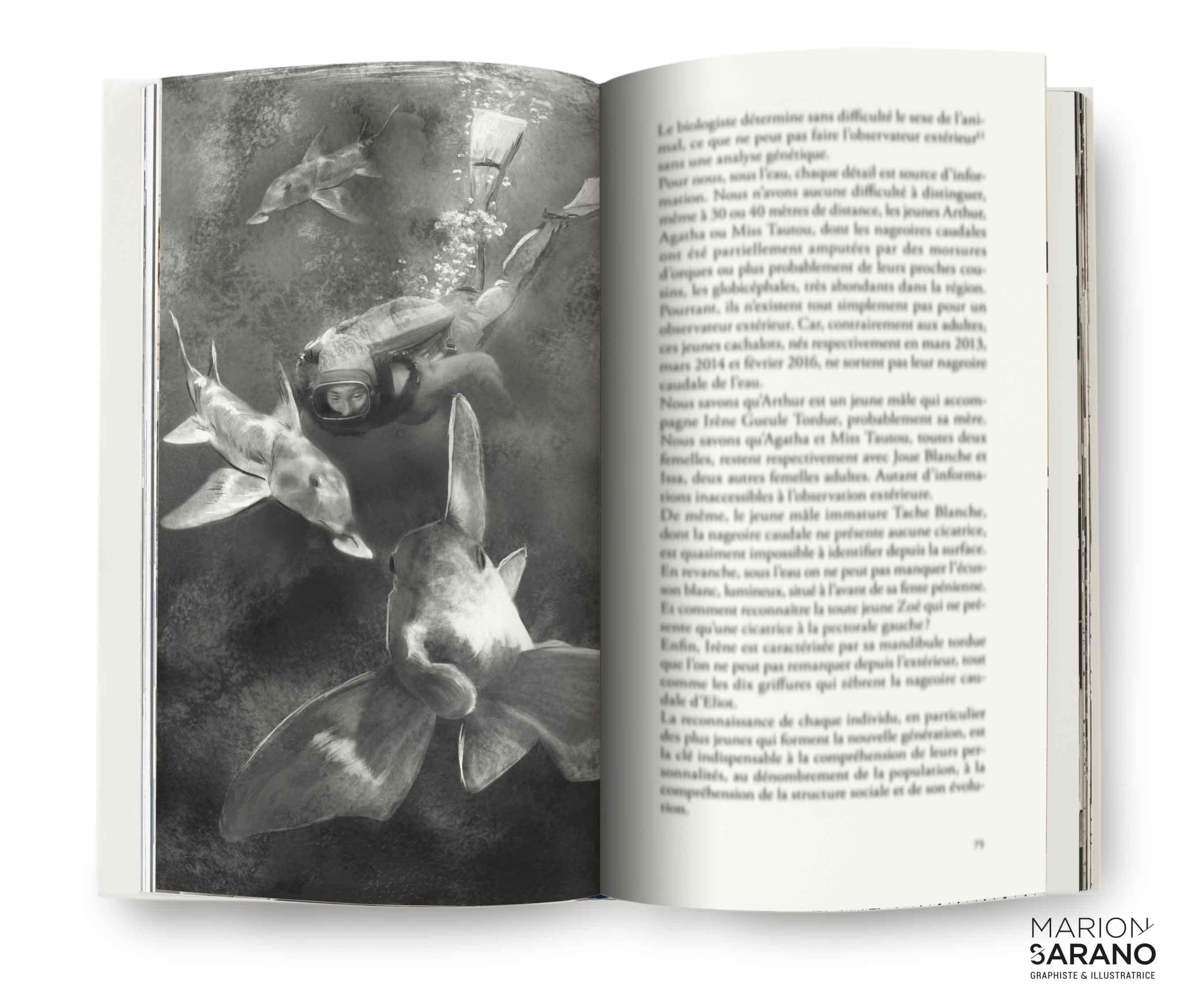 au_mon_des_requins_livre_illustration_scientifique_illustratrice_schemas_marion_sarano-actes_sud_11