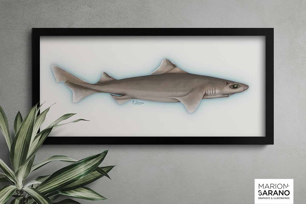 longitude_181_illustration_Requin_Chagrin_Commun_medinterannee_marion_sarano_illustratrice_valence_BD