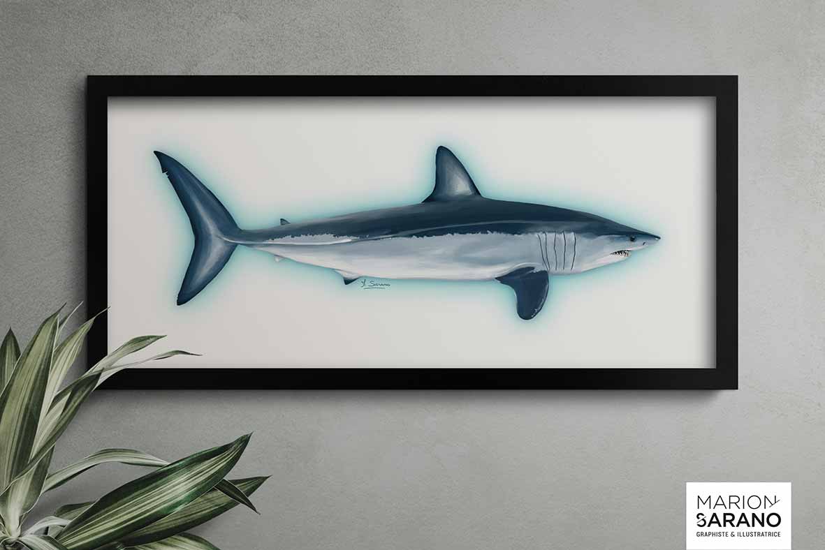 longitude_181_illustration_Requin_Mako_medinterannee_marion_sarano_illustratrice_valence_BD