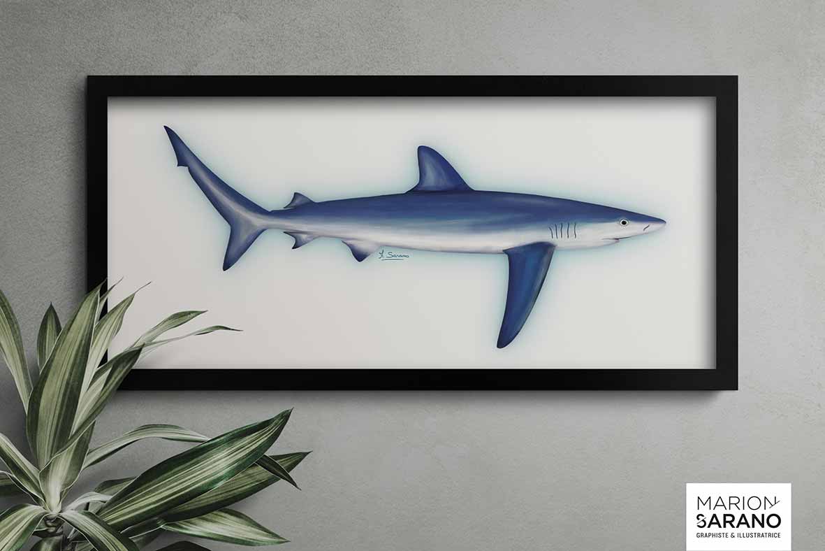 longitude_181_illustration_Requin_Peau_Bleu_medinterannee_marion_sarano_illustratrice_valence_BD