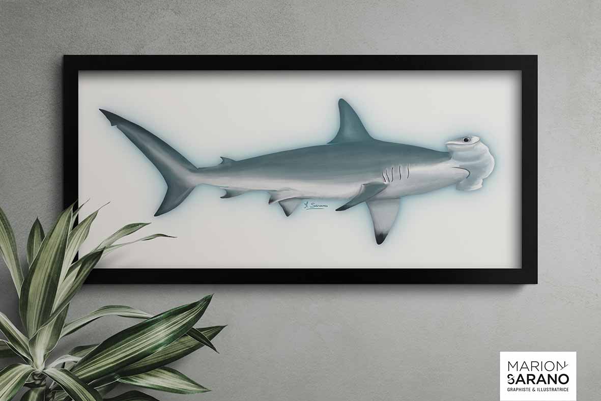 longitude_181_illustration_requin_marteau_medinterannee_marion_sarano_illustratrice_valence_BD
