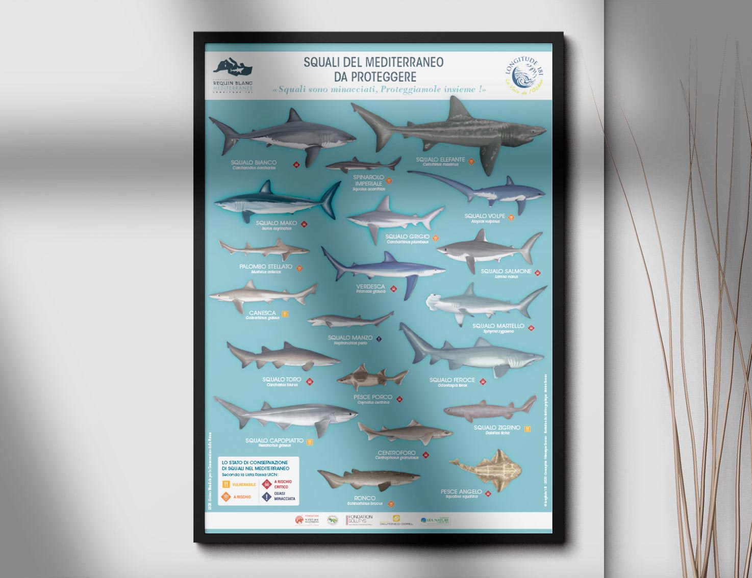 Longitude_181_Illustratrice_marion_sarano_valence_graphiste_Requin_blanc_marteau_bleau_mediterrannee_poster_BD